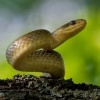 Uzovka stromova - Zamenis longissimus - Aesculapean Snake o3009